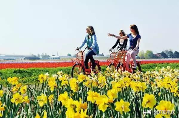 错过郁金香的阿姆斯特丹,荷兰赏花景点推荐