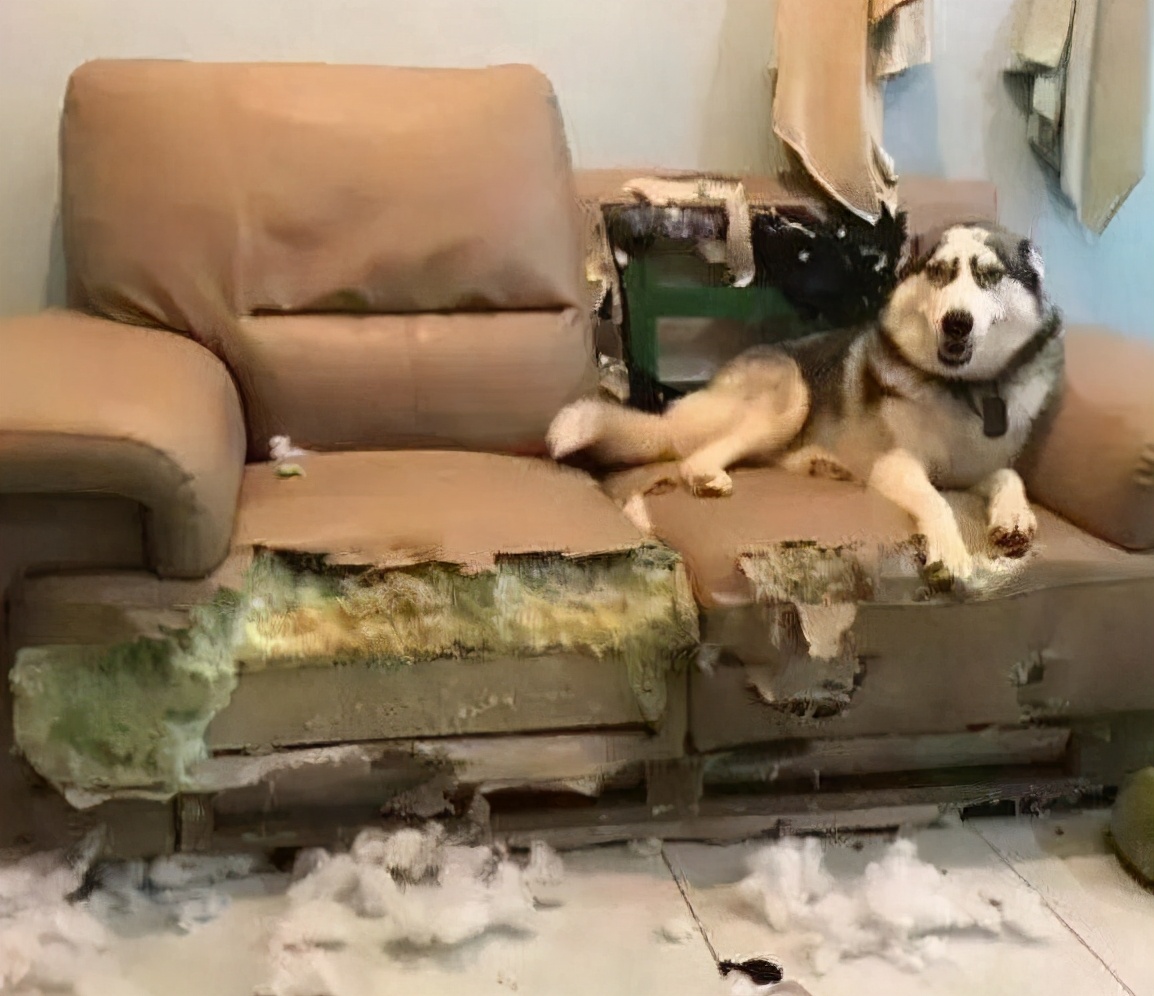 弃养率最高的五种狗,这几种狗弃养率最高太让人心疼了