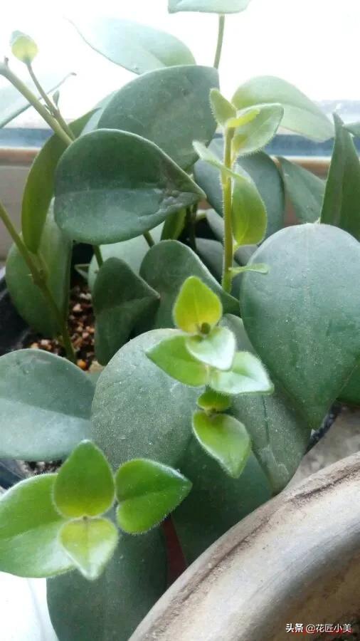 口红吊兰怎么养才能更旺盛视频,口红吊兰叶子发黄掉落是怎么回事