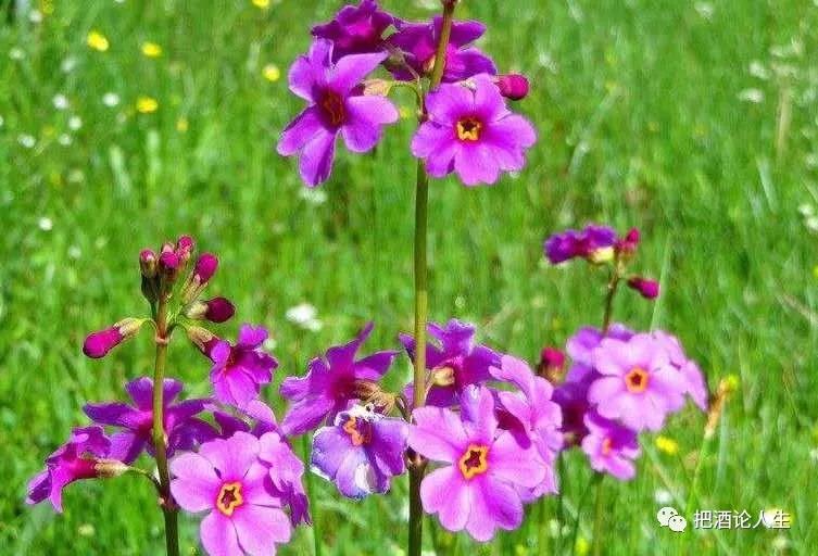 做人如果没有梦想那跟咸鱼有什么区别图片,做人如果没有梦想那跟咸鱼有什么分别