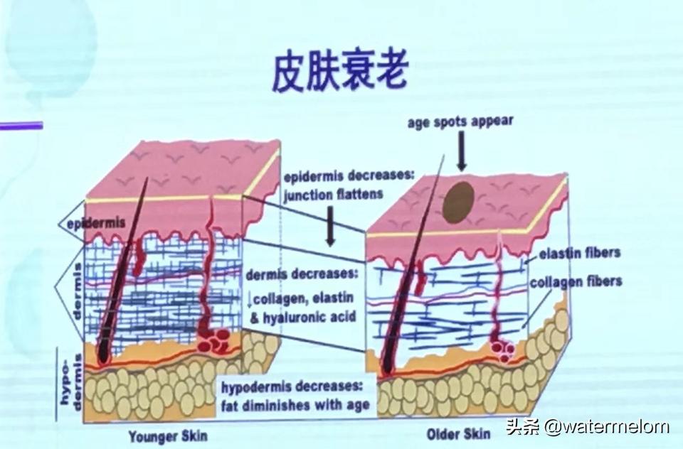 国际美学峰会,国际美学大会