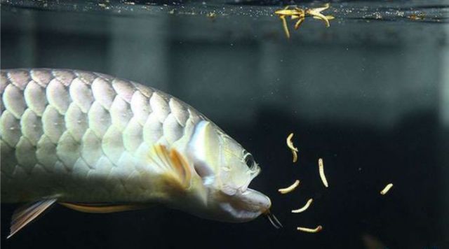 养了十年的龙鱼拒食怎么回事,养了半年龙鱼受到惊吓怎么解决