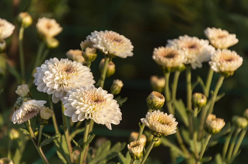 摄影点评完整版,摄影作品点评123例