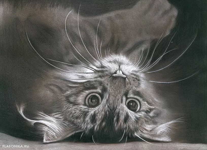 素描动物入门知识,素描动物简单入门教程狗