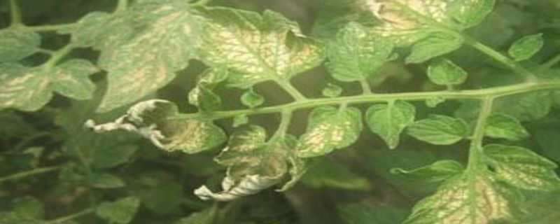 西瓜立枯病用什么方法治疗,西瓜立枯病的症状和治疗方法