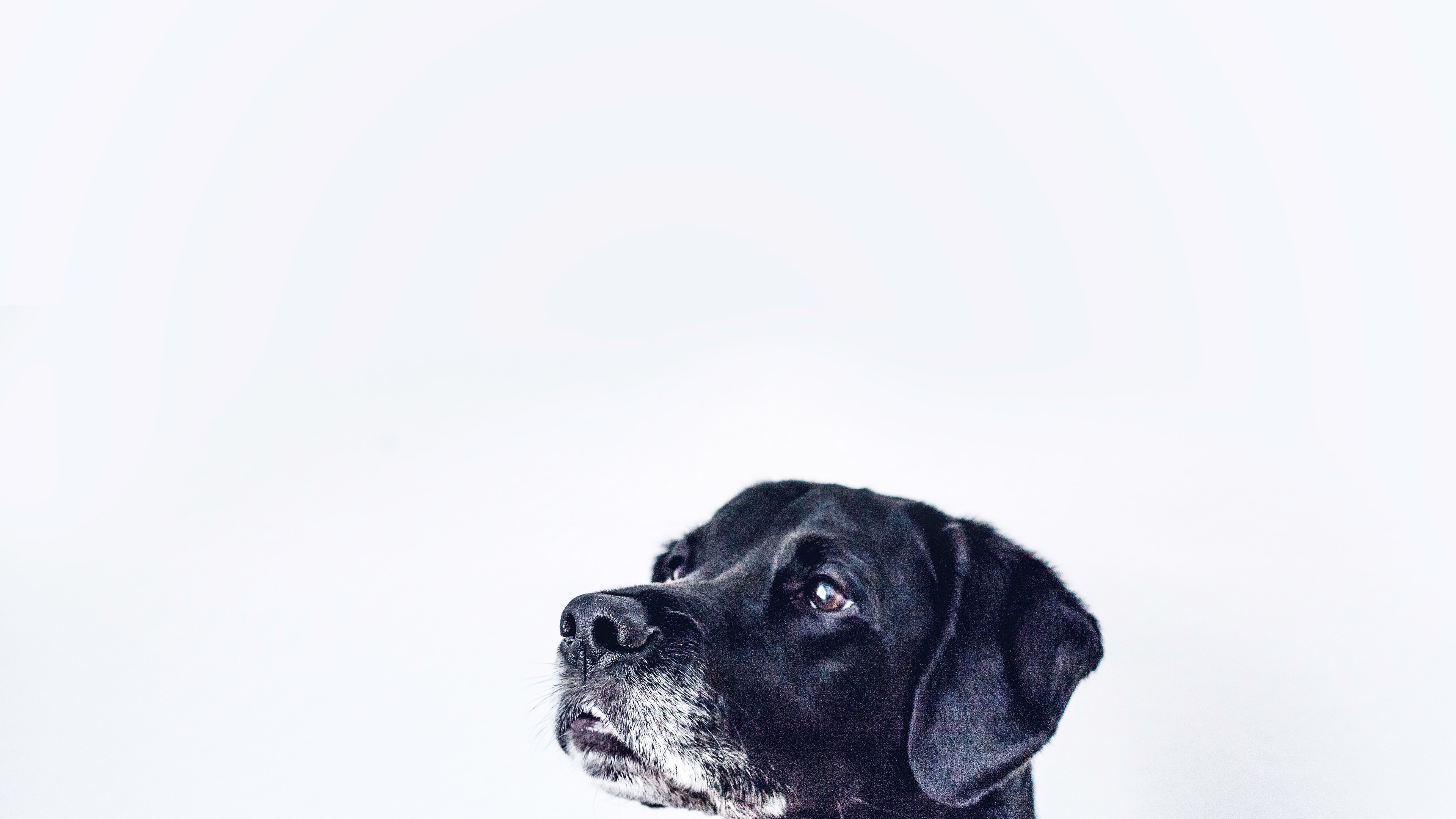 电脑桌面壁纸怎么设置,电脑桌面壁纸高清4k