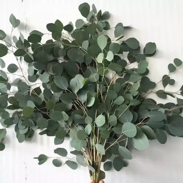 花店用的尤加利是什么品种,尤加利有几种