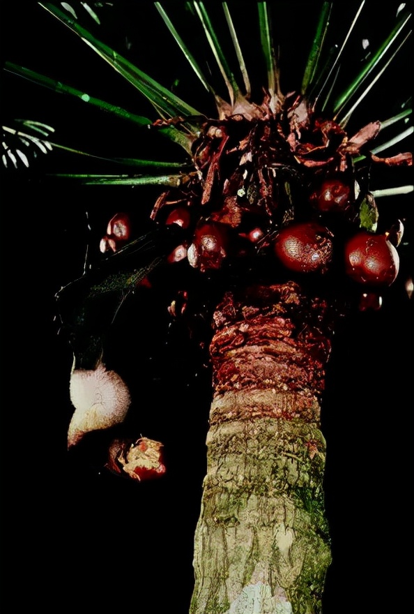 被剥夺体力、脑力甚至呼吸，都因为这道“传统美食”