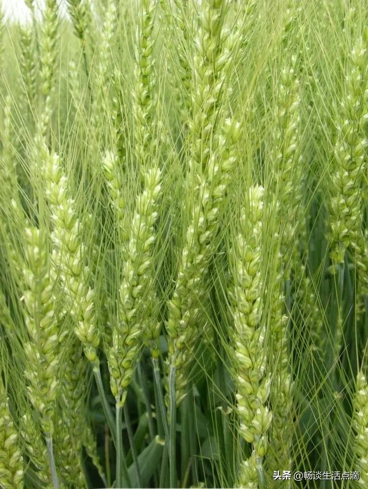 重阳节不下雨有什么说法,立冬重阳节