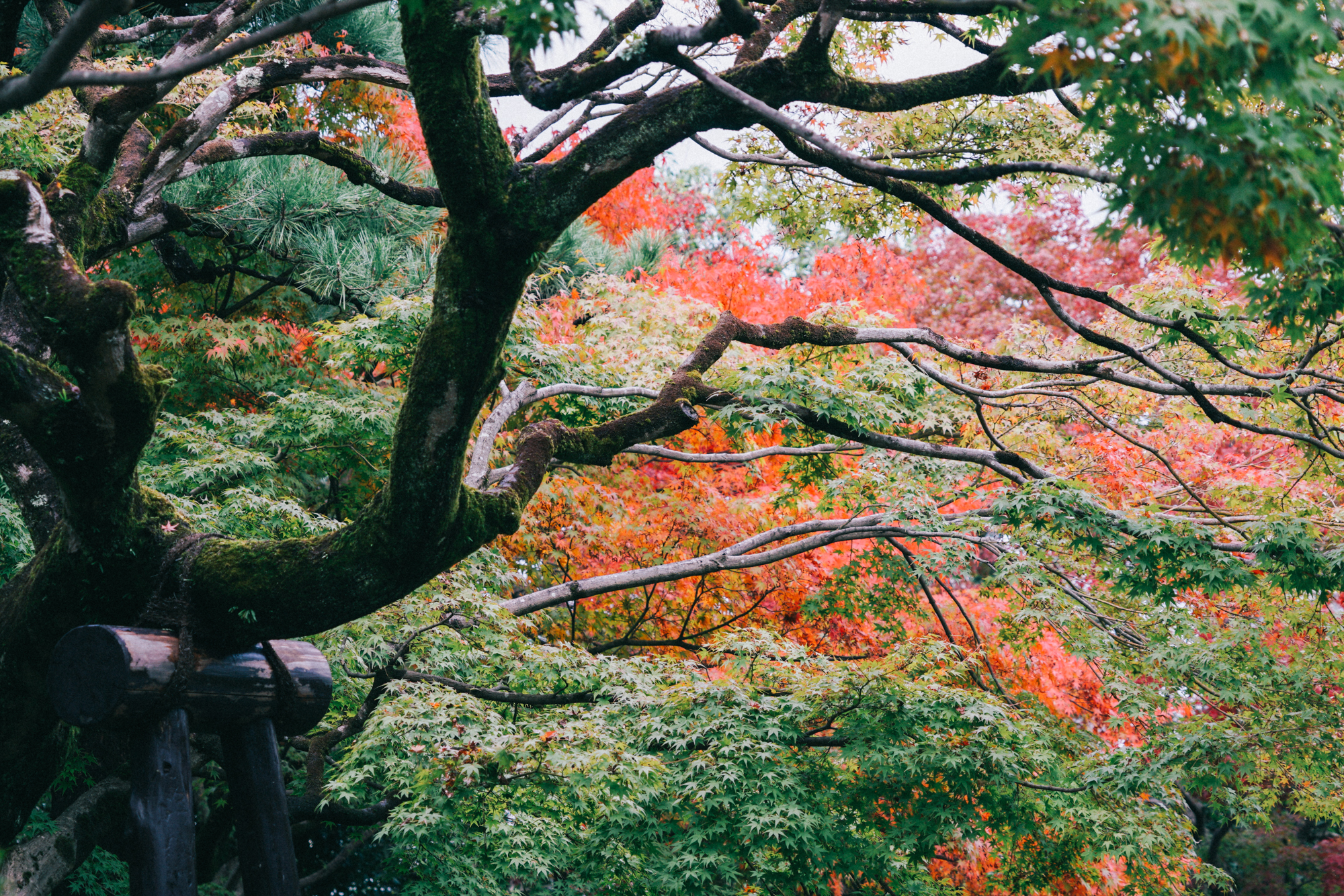 日本京都最值得去的地方,日本京都值得去的地方
