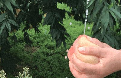 应季水果才能吃得更健康更安全,新鲜应季水果多种吃法