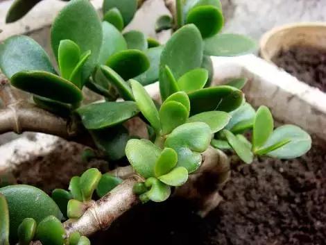 多肉植物里哪几种是有毒的,多肉植物有哪些有毒