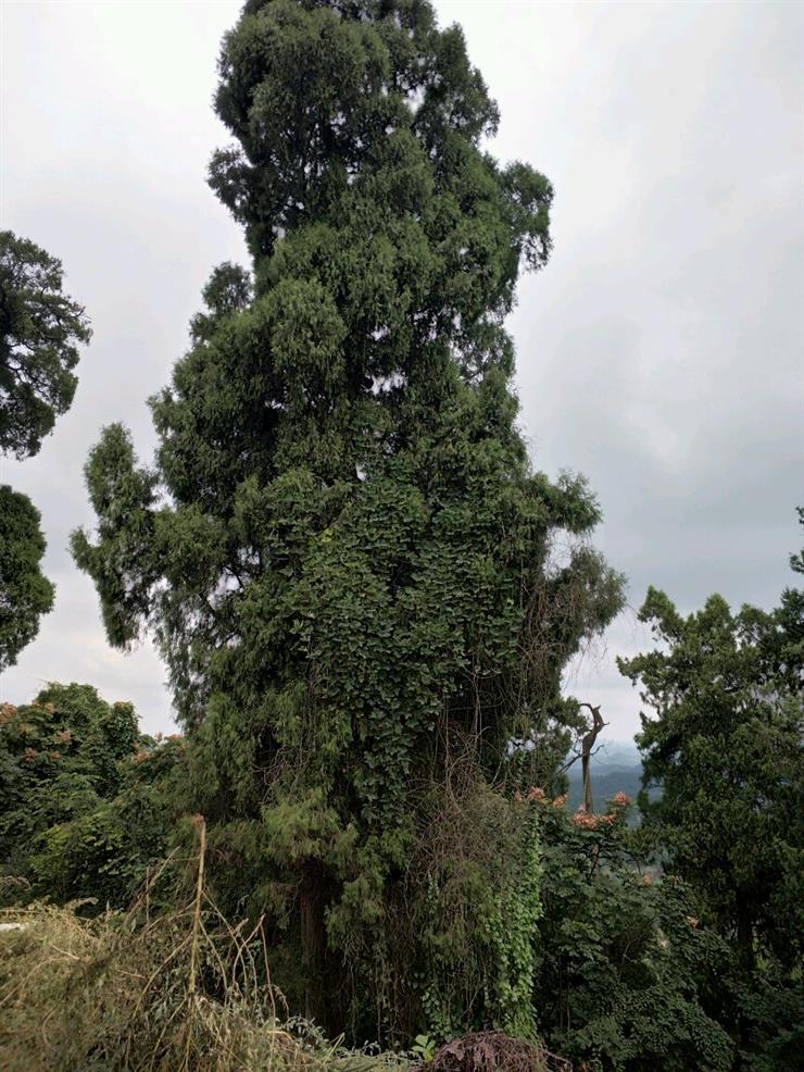 ［原创]实话乐至凤凰山╱刘兴福
