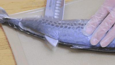 海滨老城泡桐花 (海滨老城紫色泡桐花)