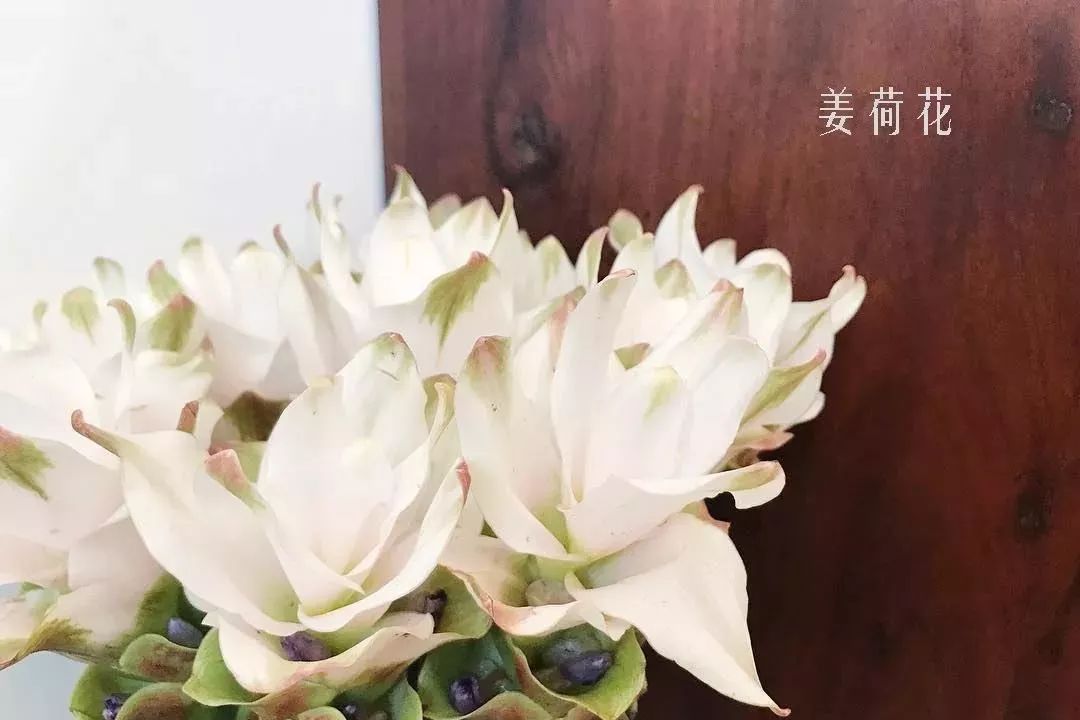 花店里同款的两种不同价格的花材,花店最容易被顾客误解的几种花材