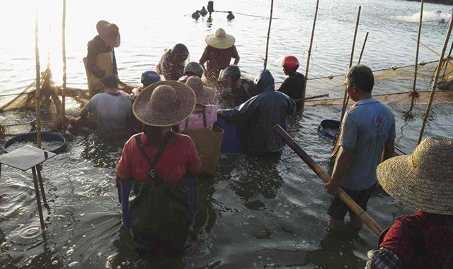 春季草鱼死得多怎么办,草鱼苗下塘总是死了怎么办呀