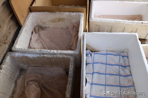 日本猫岛居民帮浪猫准备「御寒小屋」网：超暖心