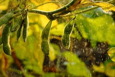 四体不勤五谷不分指哪五谷,四体不勤五谷不分指什么生肖