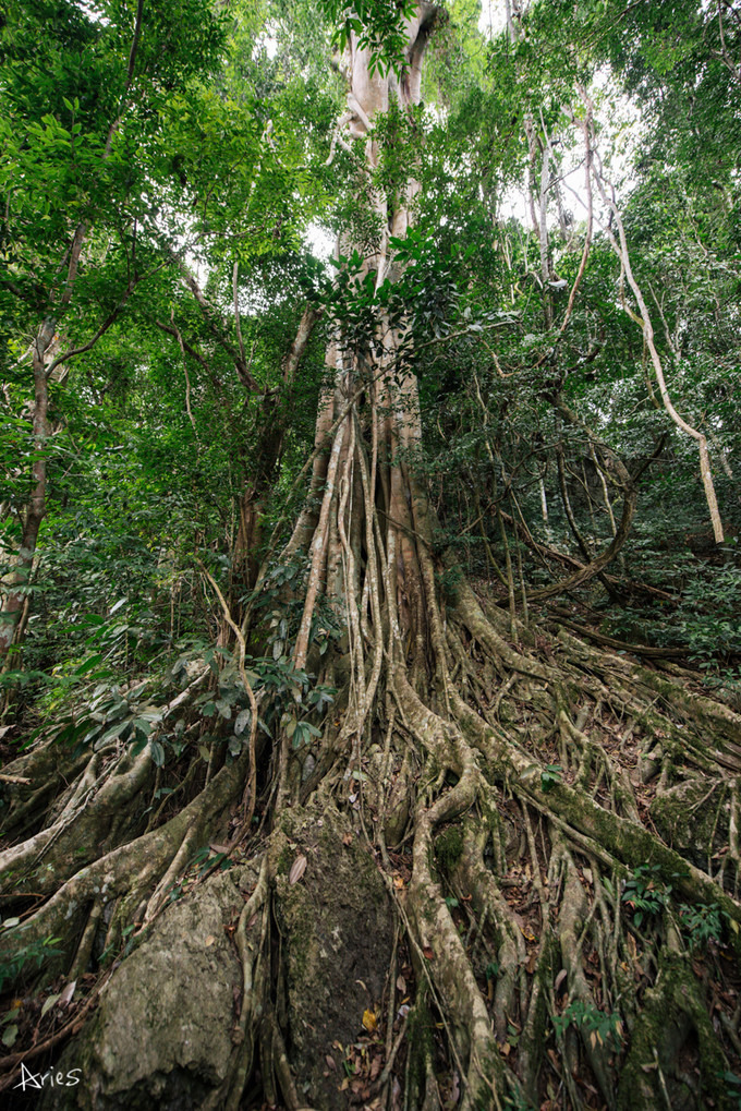 博悦旅游,云南西双版纳博悦