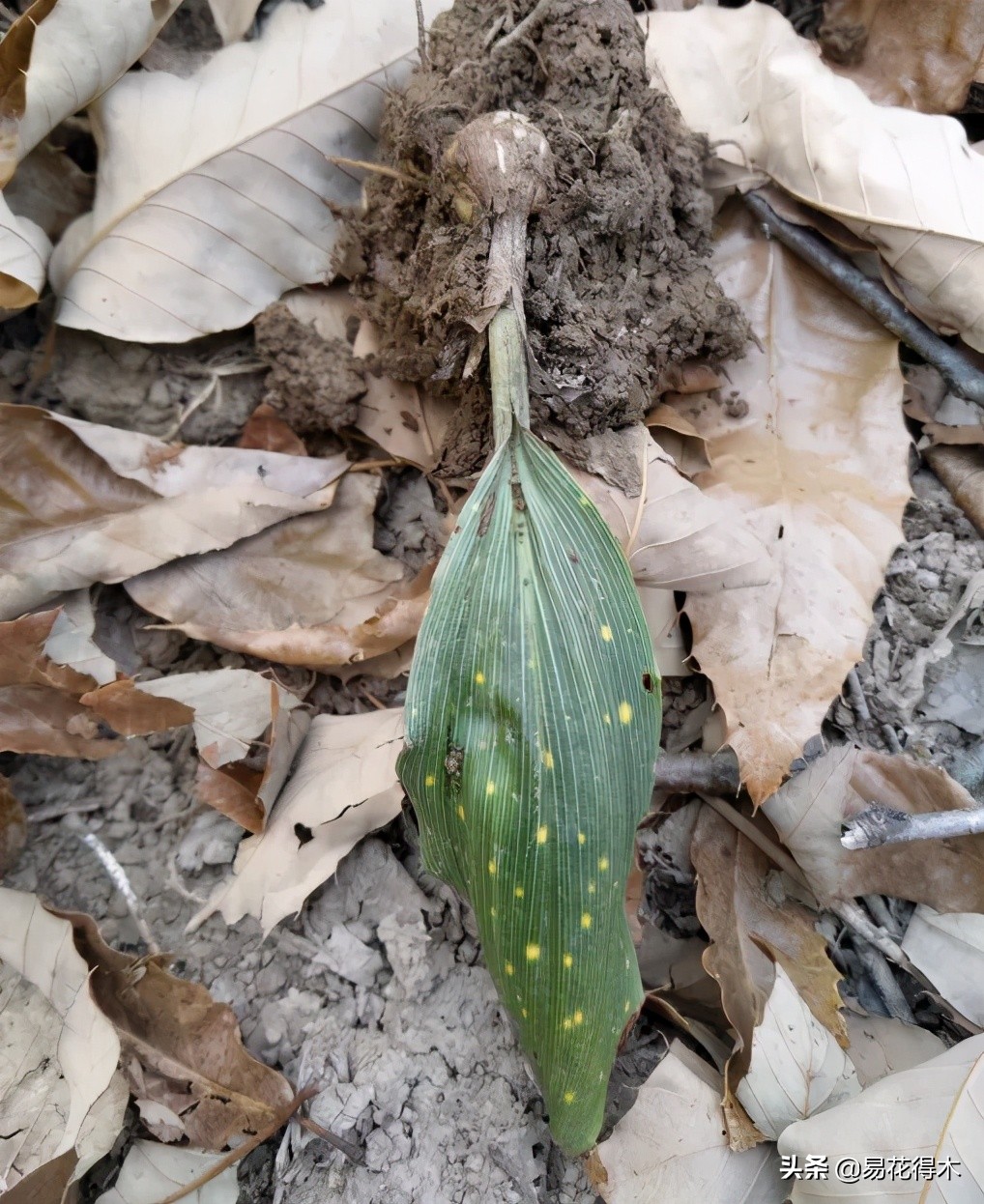 杜鹃兰属于几级保护植物,杜鹃兰品种图片