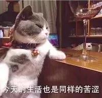 猫咪脚上突然斑秃掉毛是怎么回事,猫咪头顶掉毛但是无结痂是猫癣吗