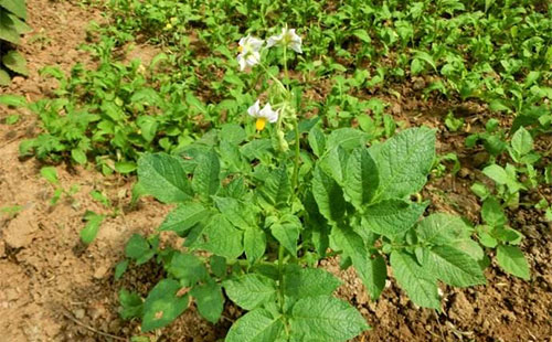 马铃薯小叶病,马铃薯花叶病症状及防治方法