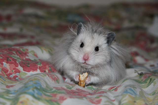 仓鼠误区,对仓鼠的五大误区