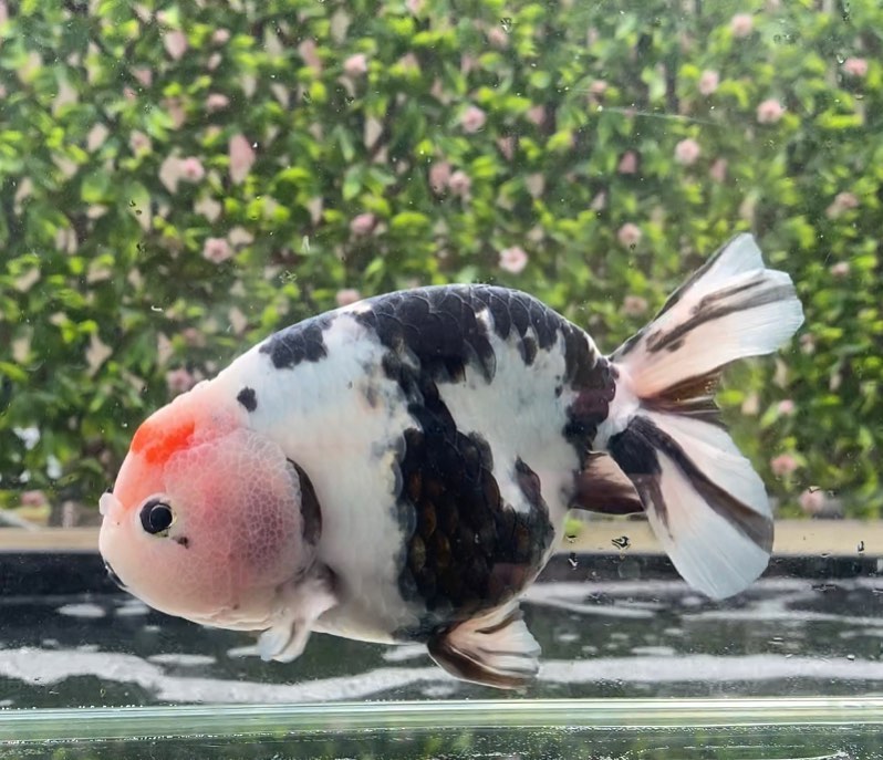 鹤顶红金鱼不建议新手养,金鱼怎么养才能更好