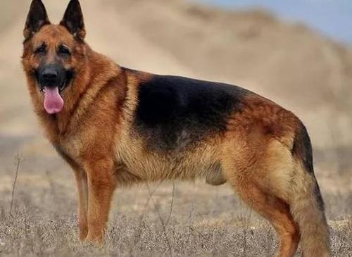 德国牧羊犬六大“可怕之处”，你知道后还敢养吗？