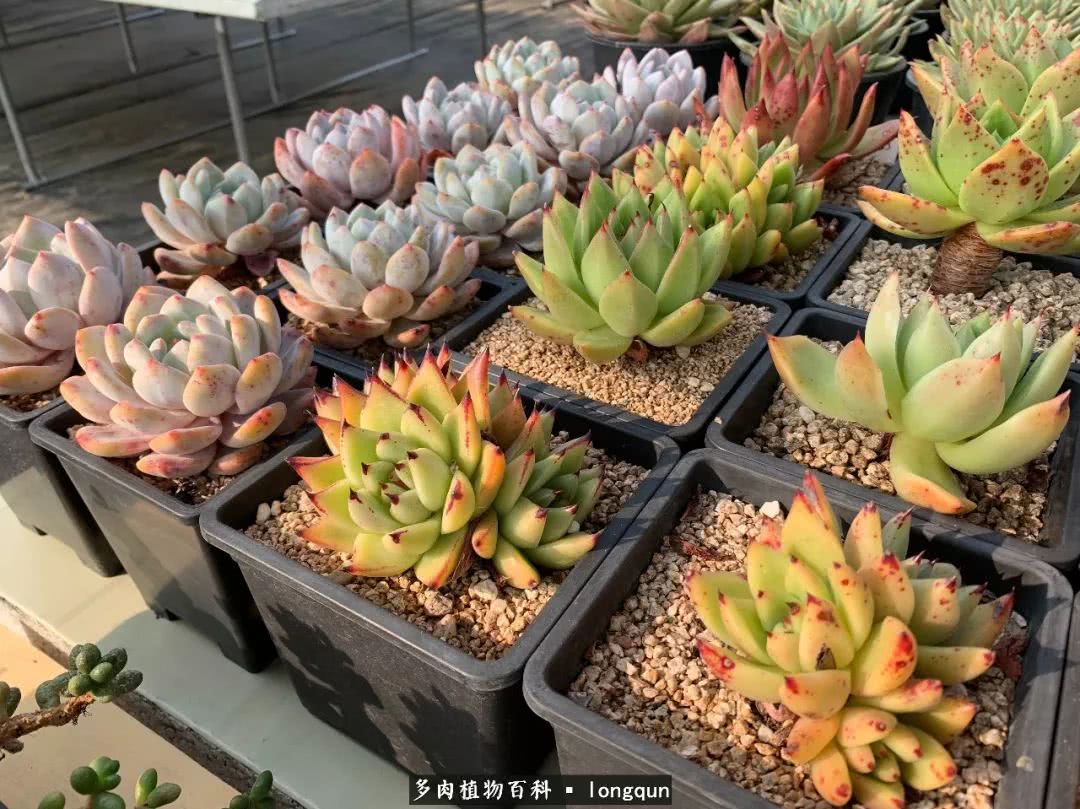 探访韩国肉锥大棚,记一次走访纪录片