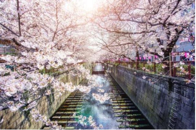 去日本旅游必买的东西是什么牌子,日本旅游购买什么刮胡刀