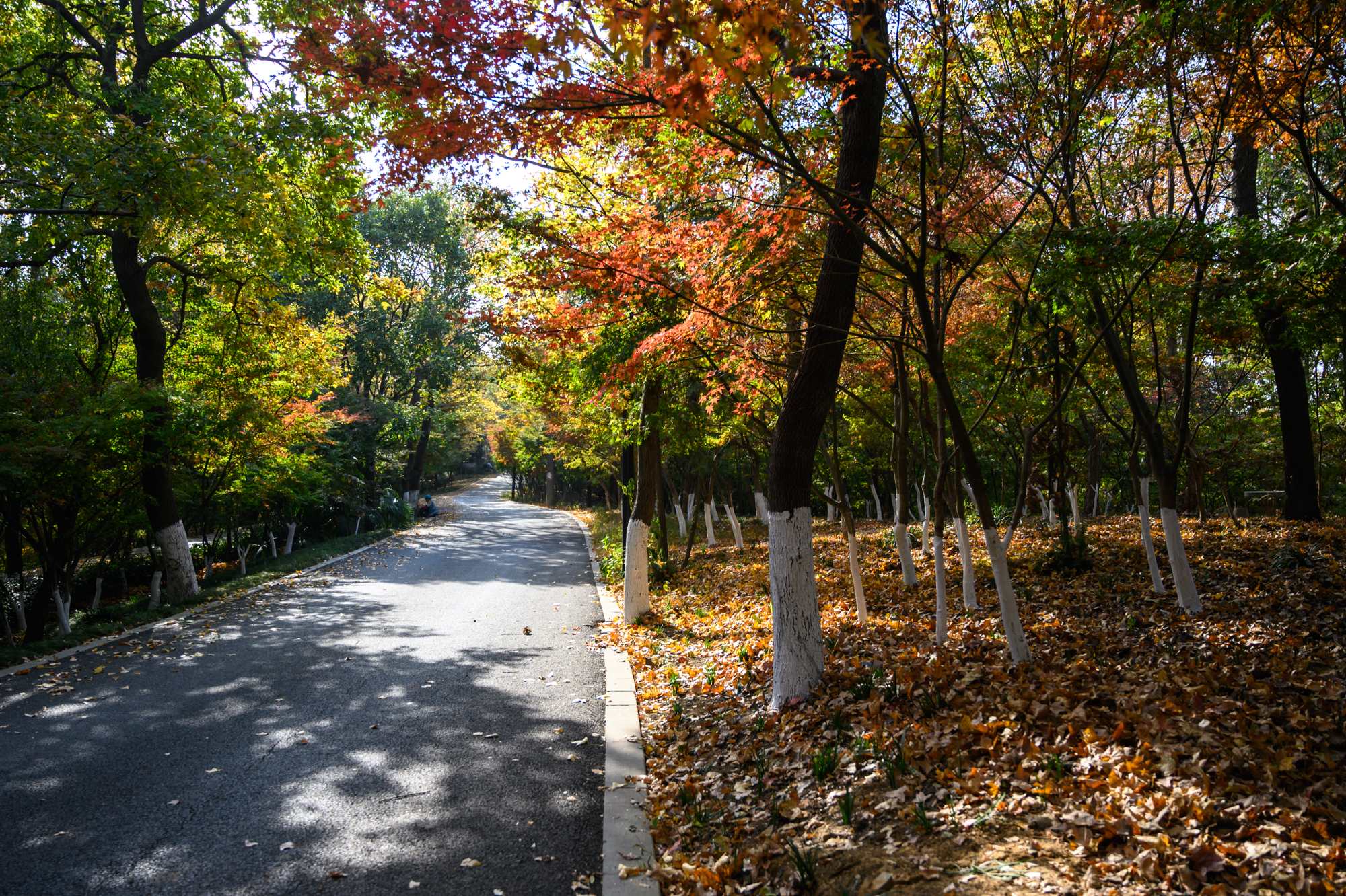 南京旅游夫子庙攻略超详细,南京的著名景点夫子庙在哪条河上