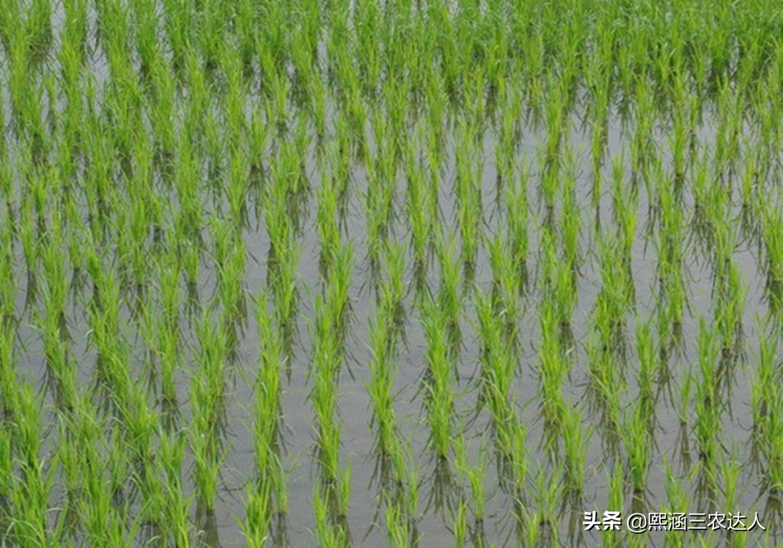 水稻苗期烂秧病的防治方法,水稻烂田怎么插秧