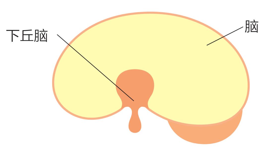 适合更年期女性的瑜伽动作,躺着做的女性更年期瑜伽