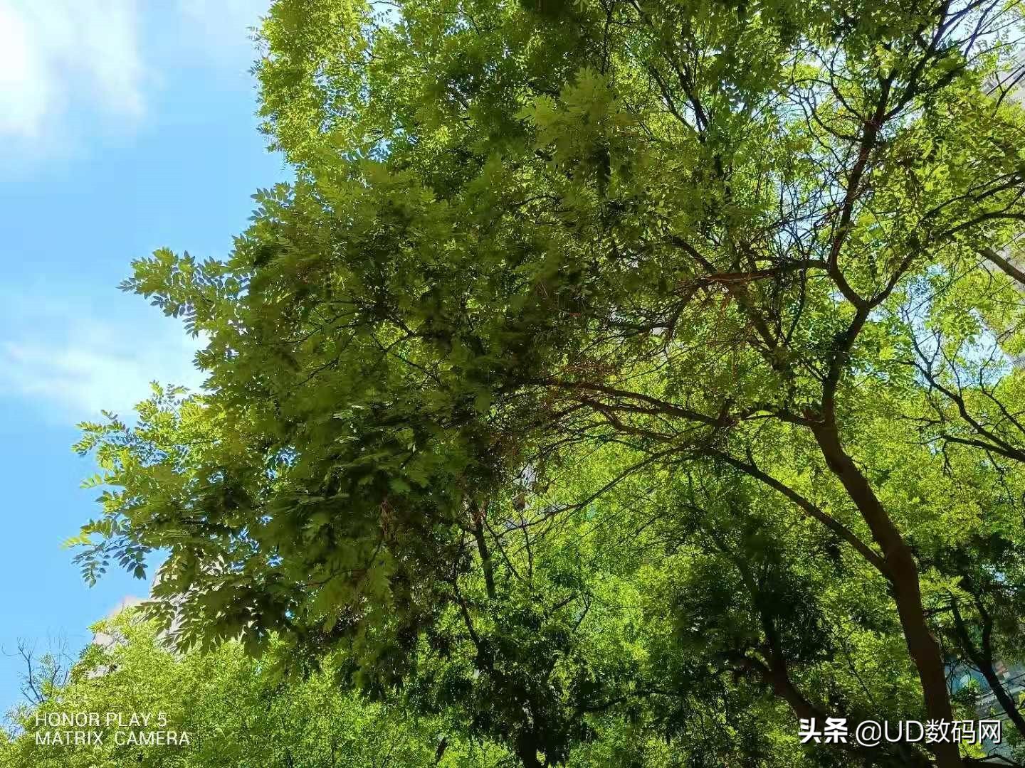 荣耀play5活力版是5g吗,荣耀play5的5g手机优缺点