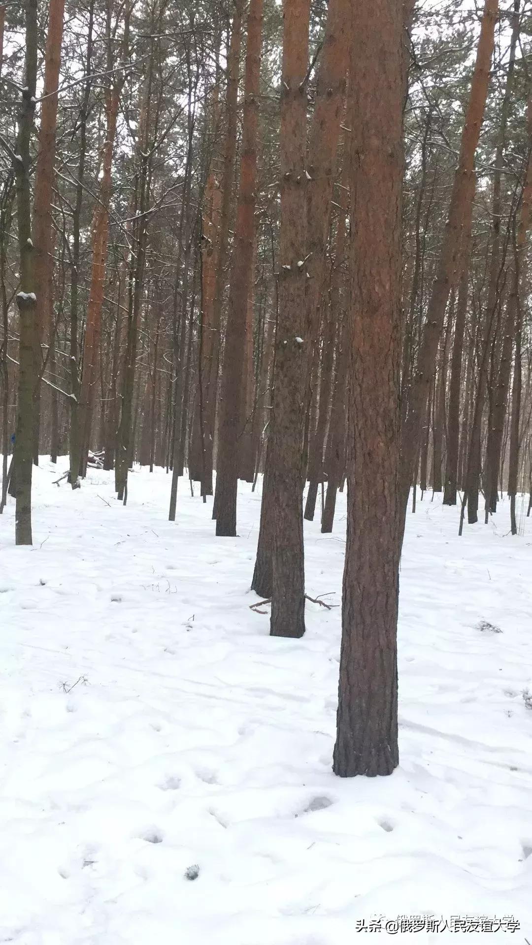 小松鼠的家在哪里是什么样的,寻找小松鼠的家