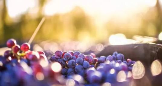 男性雄性激素低挂什么科室,男性雄性激素低睾酮正常