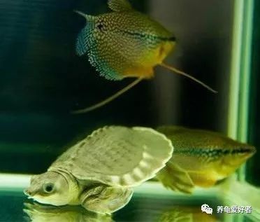 春节之前，给那些不养龟的朋友们科普一下