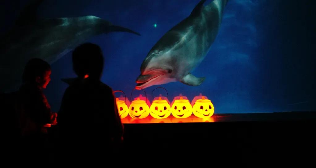 海昌海洋公园夜场狂欢,海洋公园成都海昌五一活动