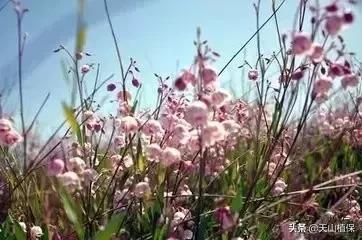 戈壁当中最常见的植物,在野外都能捡到的稀有植物