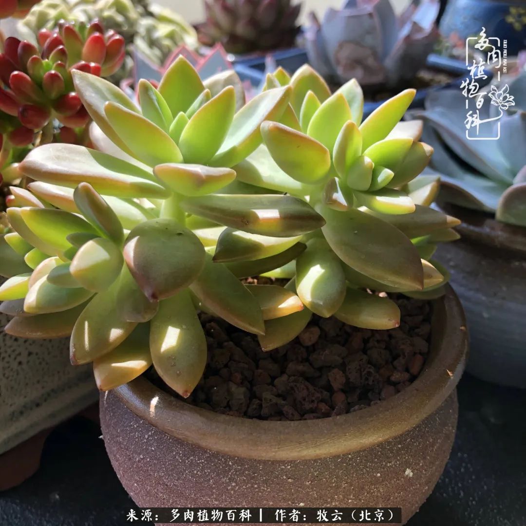 多肉植物生活,多肉生活充满诗意