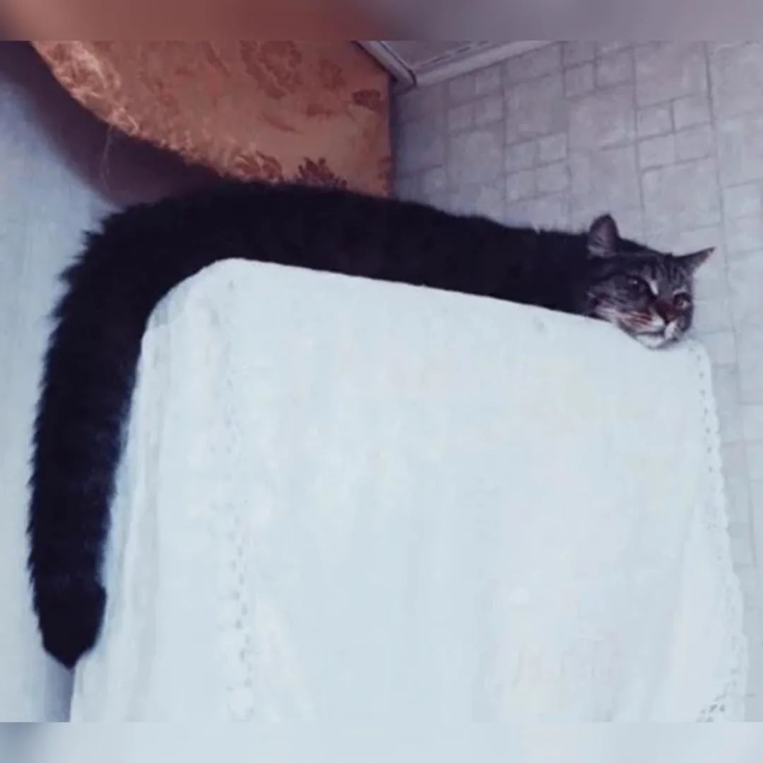 猫是一种液体吗看完长知识了,猫是液体猫咪吗