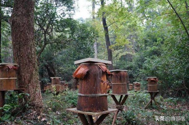 土养蜂怎么治疗巢虫,土蜂工蜂产卵最好解决方法