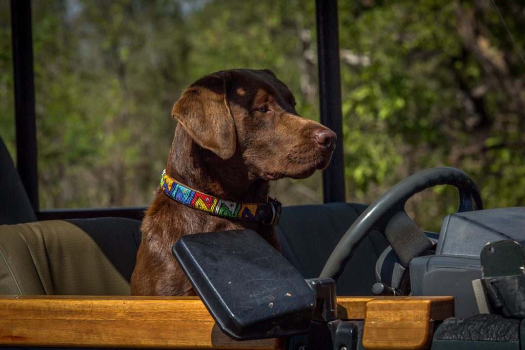让狗狗独自在家需要准备什么,狗狗邀请做客