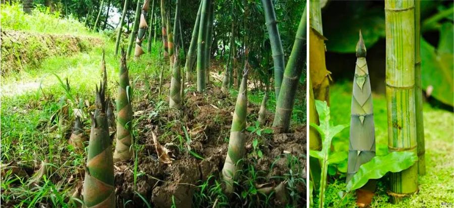 雨后春笋儿童画图片,儿童画春天春笋