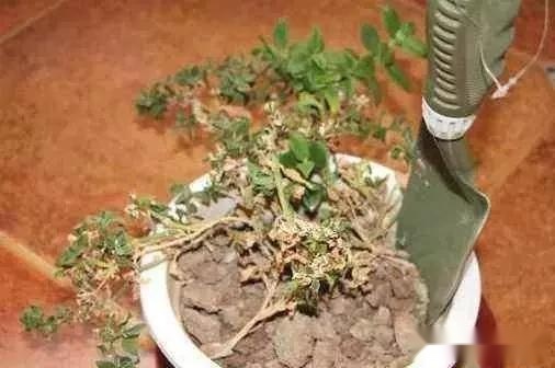 养花土壤“硬邦邦”？改了4个“臭毛病”，松软如面包，养啥都壮