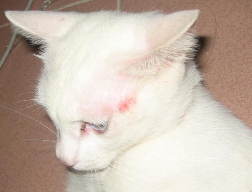 猫癣反反复复的长是怎么回事,猫癣反反复复怎么办