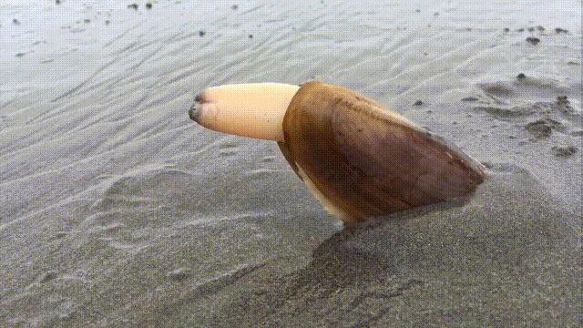 蛤、蚶、蛏、蚝、蚬有什么区别？这是一群美味海怪与人类的故事