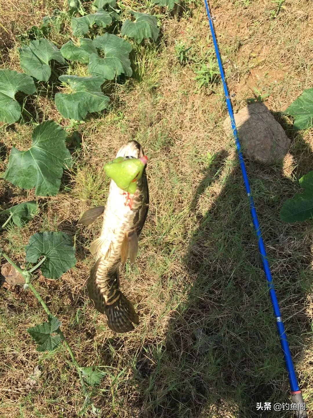 雷强钓黑鱼用几号pe线最好,雷强钓黑鱼的技巧攻略
