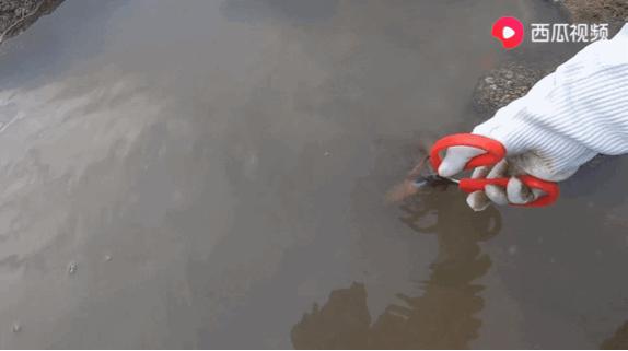 西瓜视频赶海活动,西瓜视频赶海